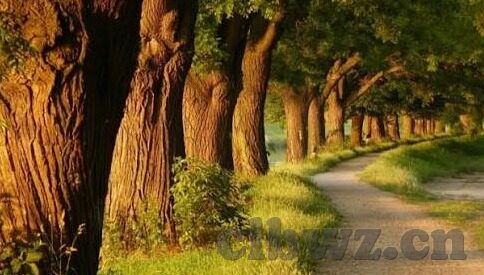 糖心视频官网播放-揭秘糖心视频官网，深度体验与内容分析